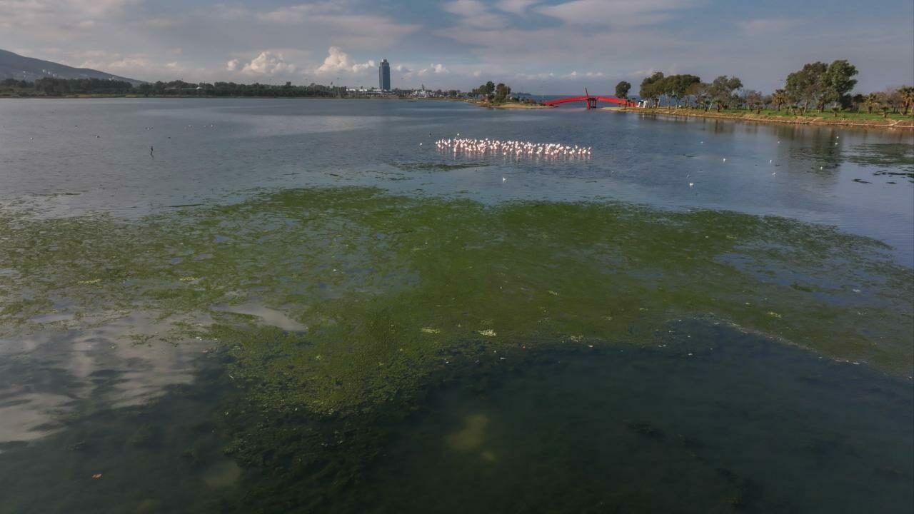 İzmir Körfezi’nde yosun tabakası oluştu İzmir Körfezi’nde yosun tabakası oluştu