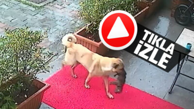 Sosyal medya bu görüntüleri konuşuyor! Ölmek üzere olan yavrusu için bakın ne yaptı