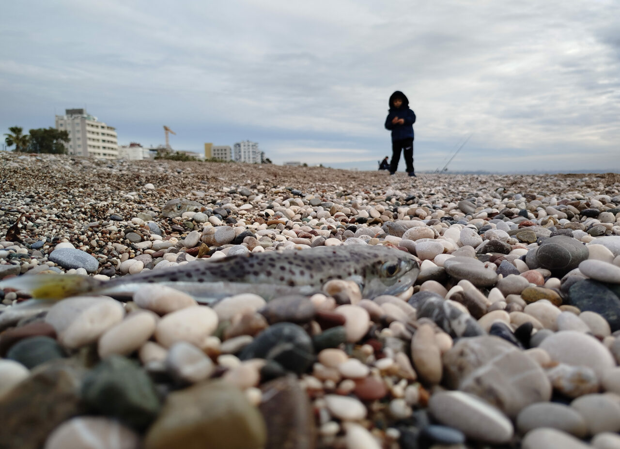Sahillerde zehirli ve istilacı tehlike