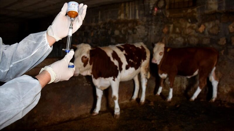 İnegöl Belediyesi tarafından yapılan açıklamaya göre, ilçede görülen şap hastalığı
