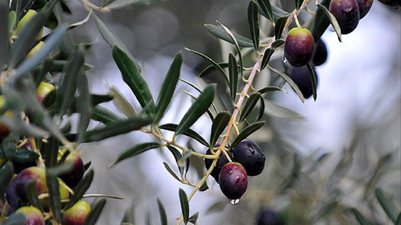 Marmarabirlik’ten 22 milyon TL’lik ödeme