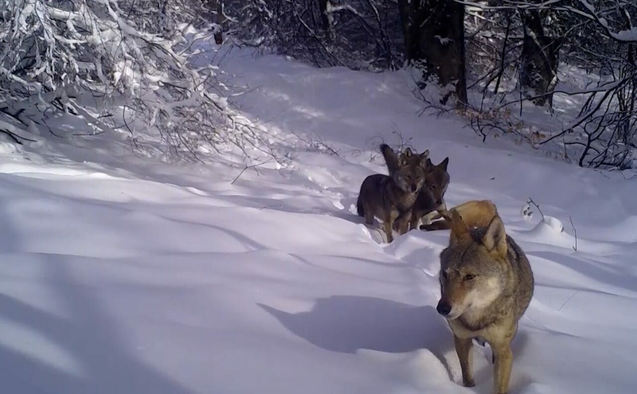 Bursa’da kurt sürüsü görüntülendi
