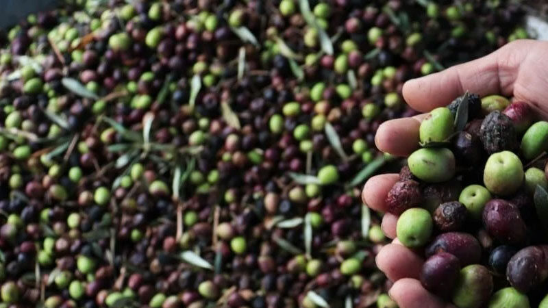 Siyah ve yeşil zeytini 48 ülkeye ihraç eden üreticiler, en