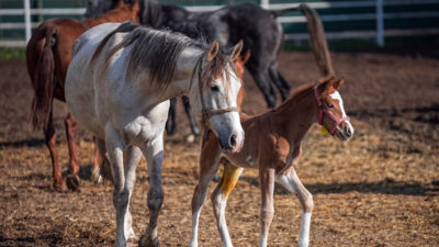 Bursa’da yeni şampiyonlar dünyaya gelecek!