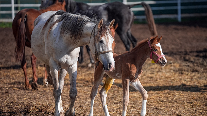 Bursa’da yeni şampiyonlar dünyaya gelecek! Bursa’da yeni şampiyonlar dünyaya gelecek!