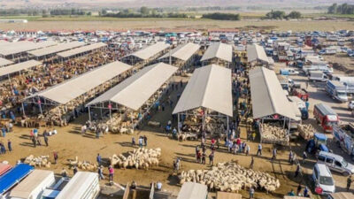 Türkiye’nin en büyük hayvan pazarında şap karantinası