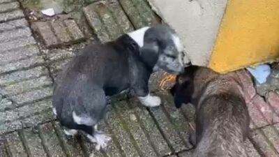 Bursa’da müdür yardımcısının bahçede beslediği köpekler 9 yaşındaki öğrenciyi ısırdı