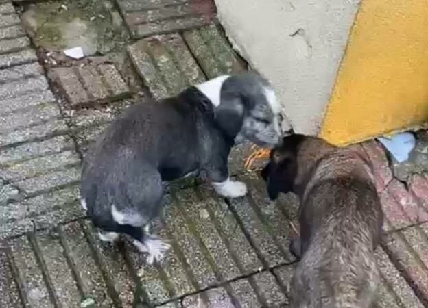Bursa’da müdür yardımcısının bahçede beslediği köpekler 9 yaşındaki öğrenciyi ısırdı Bursa'nın Karacabey ilçesinde okul müdür yardımcısı tarafından ilkokul bahçesinde beslendiği