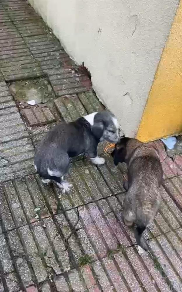 Bursa’da müdür yardımcısının bahçede beslediği köpekler 9 yaşındaki öğrenciyi ısırdı