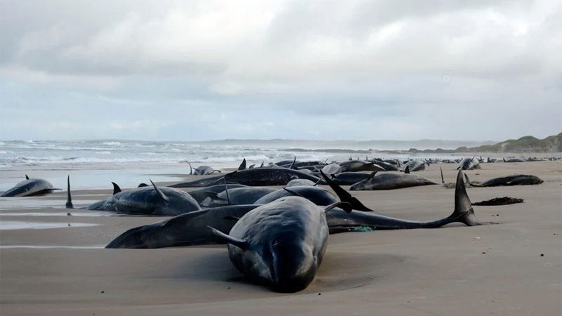 1947’ten bu yana ilk kez yaşandı! 150’den fazla sahte katil balina… 1947’ten bu yana ilk kez yaşandı! 150’den fazla sahte katil balina…