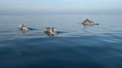 Bursa sahillerinde yunusların resitali