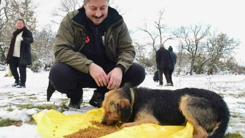 Bursa Yenişehir’de yaban hayvanlar ve kuşlar için anlamlı çalışma Yenişehir Belediye Başkanı Ercan Özel, ilçede etkili olan kar yağışı