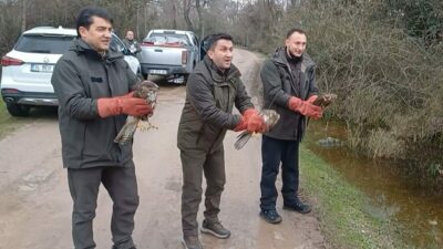 Bursa’da 3 şahin ile 22 yeşil başlı ördek doğaya salındı