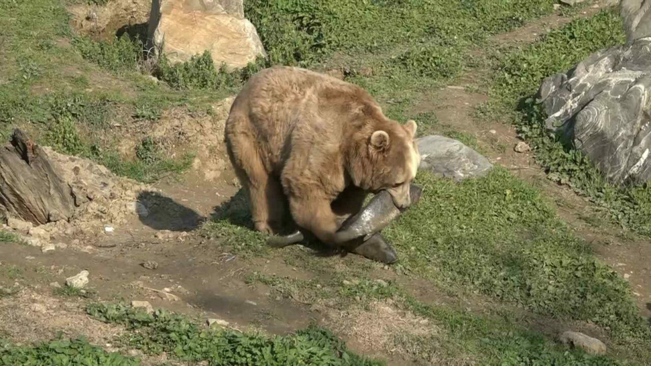 Bursa’da ayıların uykusu kaçtı: 9 kiloluk levrekleri midelerine indirdiler