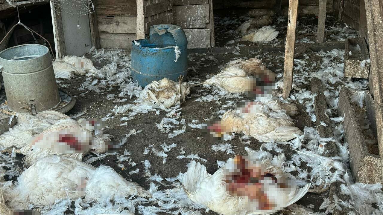 Bursa’da başıboş köpekler koyun ve tavuklara saldırdı, sahibi gözyaşlarıyla seslendi Bursa’da başıboş köpekler koyun ve tavuklara saldırdı, sahibi gözyaşlarıyla seslendi