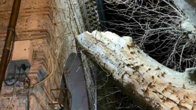 Bursa’da inanılmaz olay! 550 yıllık çınar, tarihi Camii’nin üzerine devrildi