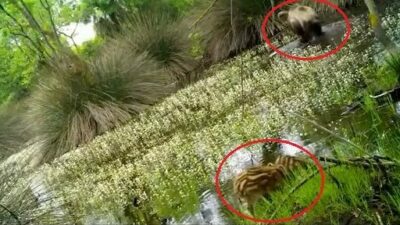 Bursa’da ormanda su içerken fotokapana yakalandılar!