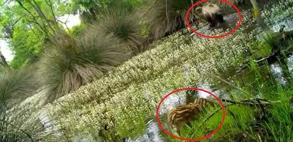 Bursa’da ormanda su içerken fotokapana yakalandılar! Bursa’da ormanda su içerken fotokapana yakalandılar!