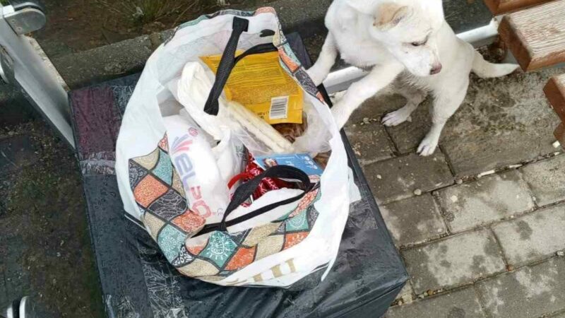 Bursa’da ”sahiplenin” notuyla yavru köpeği durağa bıraktılar Bursa’nın Gemlik ilçesinde bir otobüs durağına not ile birlikte 3