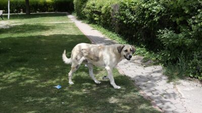 Sağlık Bakanlığı’ndan sahipsiz köpek adımı