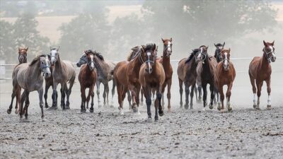 Resmi Gazete’de yayımlandı! Bursa’da satılacaklar