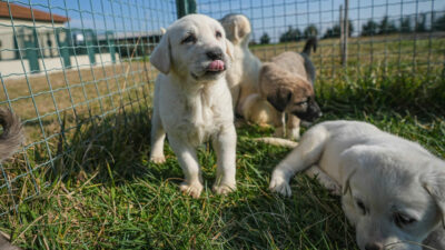 Bursa’da yetiştiriliyorlar! İsteyenler aylar öncesinden sıraya giriyor