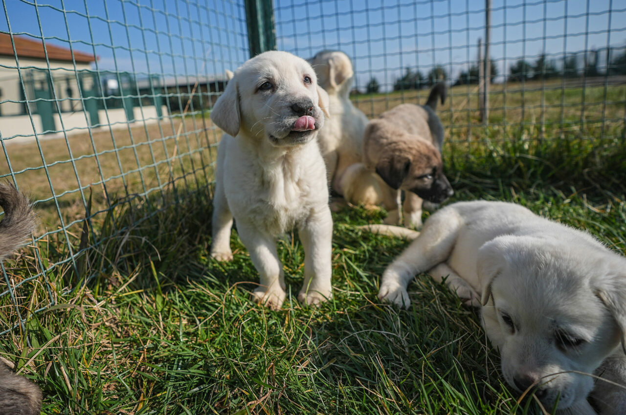 Bursa’da yetiştiriliyorlar! İsteyenler aylar öncesinden sıraya giriyor Bursa’da yetiştiriliyorlar! İsteyenler aylar öncesinden sıraya giriyor