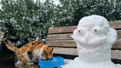 Uludağ Elektrik, sokak hayvanlarına destek olmaya devam ediyor