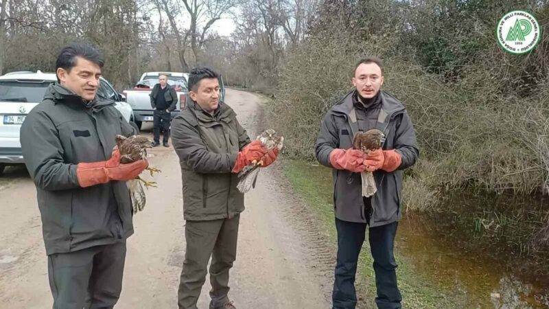 Bursa’da yaralı şahinler özgürlüklerine kavuştu Bursa’da yaralı olarak kurtarılan 3 şahin, tedavilerinin ardından doğaya salındı.