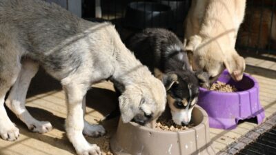 Bursa Mudanya’da can dostlar aç kalmıyor