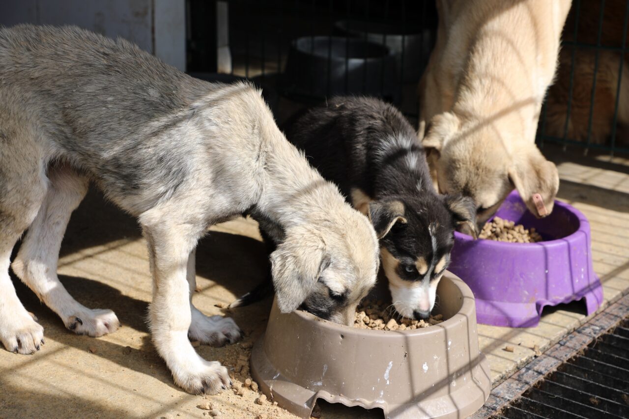 Bursa Mudanya’da can dostlar aç kalmıyor Bursa Mudanya’da can dostlar aç kalmıyor