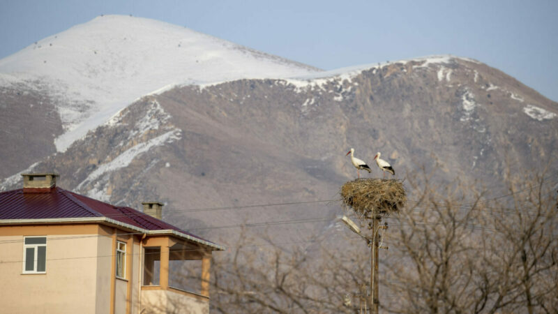 Tunceli'nin Pertek ilçesinde yaklaşık 6 yıldır göç etmeyen iki leylek,