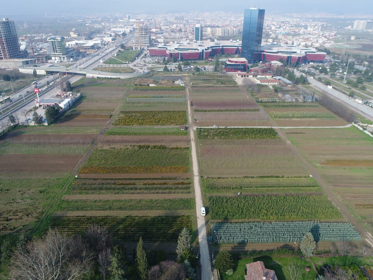 Bursa’da 61 hektar alanda yılda 2 milyon adet üretiliyor