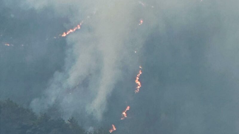 Balıkesir'in Sındırgı ilçesindeki ormanlık alanda çıkan yangın kontrol altına alındı.