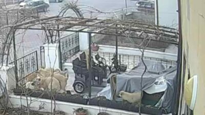 Başıboş köpekler şimdi de bir kediyi öldürdü