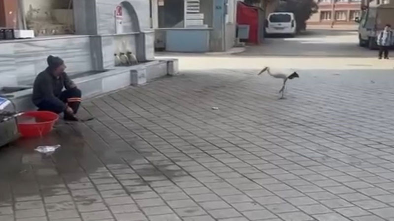 Yaren Leylek’ten sonra şimdi de Bilal: Bu yıl da geldi Yaren Leylek’ten sonra şimdi de Bilal: Bu yıl da geldi