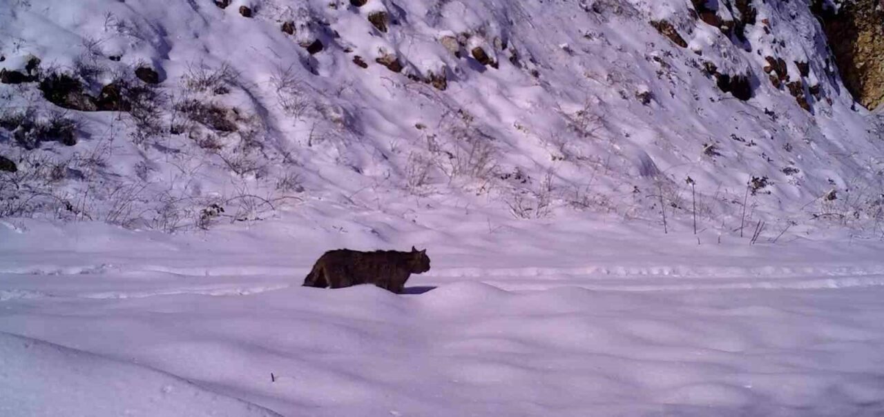 Bursa’da görüntülendi! Gündüzleri görmek imkansız