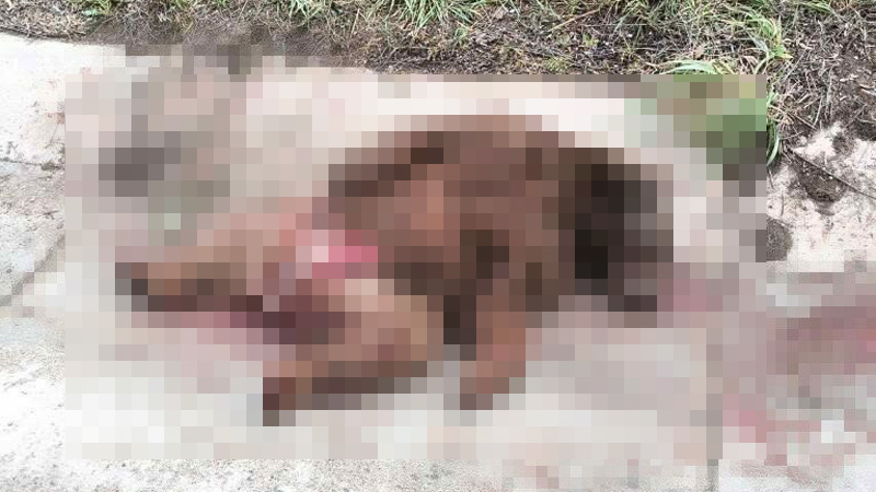 Bursa’da otomobil bozayıya çarptı