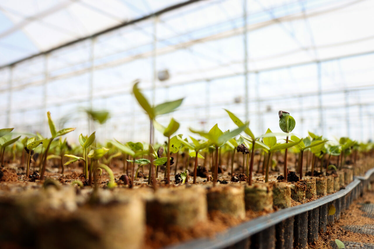 Bursa’da yılda 10 milyon anaç fidan üretiliyor