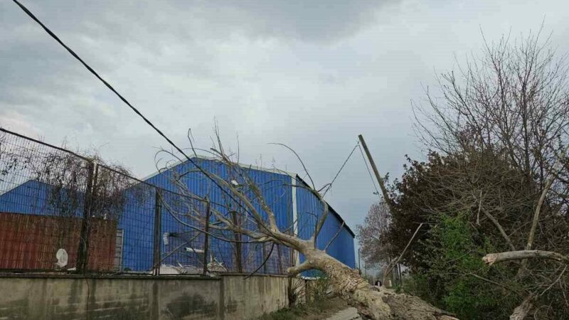 Bursa’yı lodos esir aldı: Ağaçlar böyle devrildi Bursa’nın İnegöl ilçesinde çıkan lodos ağaçları devirdi. Devrilen ağaç sonucu