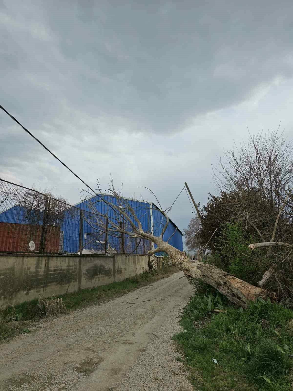 Bursa’yı lodos esir aldı: Ağaçlar böyle devrildi