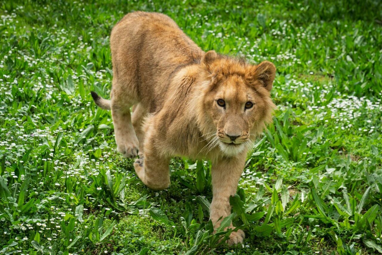 Çiftlikte ele geçirildi! Kedi mamasıyla aslan beslemişler