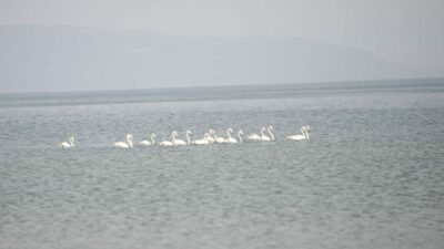 Göç yolundaki flamingolar İznik Gölü’nde konakladı