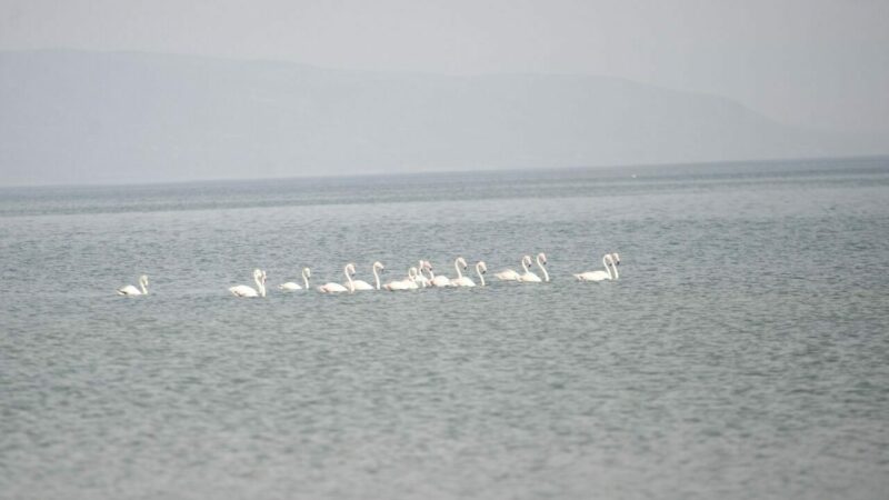 Göç yolundaki flamingolar İznik Gölü’nde konakladı Göç yolundaki flamingolar, Bursa'nın İznik Gölü'nde konaklarken görüntülendi.