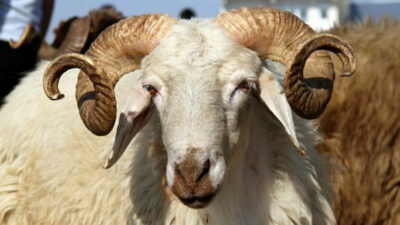 Kurban Bayramı ne zaman? Kurban Bayramı takvimi 2025