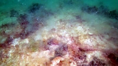 Deniz altında göz gözü görmüyor! Marmara’yı istila etti