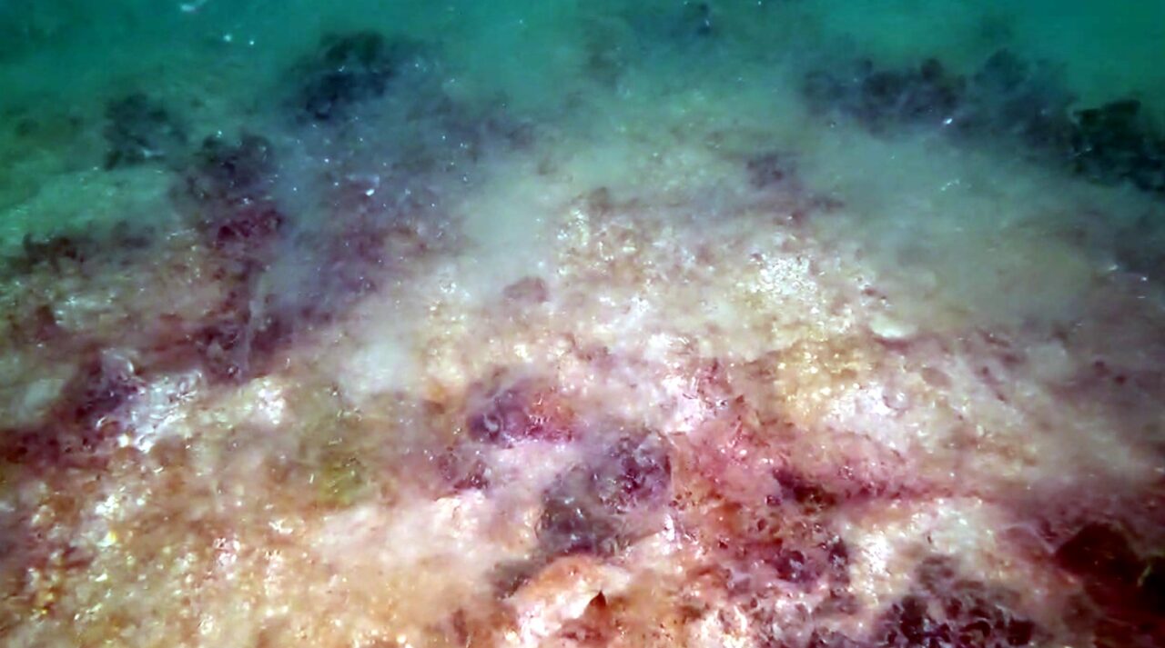 Deniz altında göz gözü görmüyor! Marmara’yı istila etti