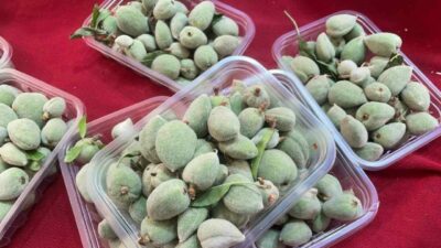 Tam bir şifa deposu! Bursa’da kilosu 600 lira