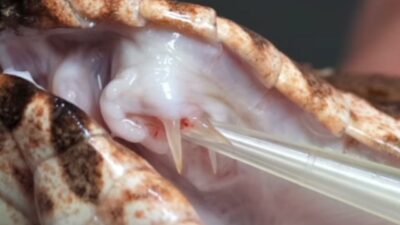 Üç dişli ‘mutant yılan’ bulundu: En tehlikeli sürüngenlerden biri