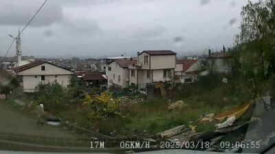 Sokak köpeği dehşeti! 5 yaşındaki çocuk Bursa’ya sevk edildi